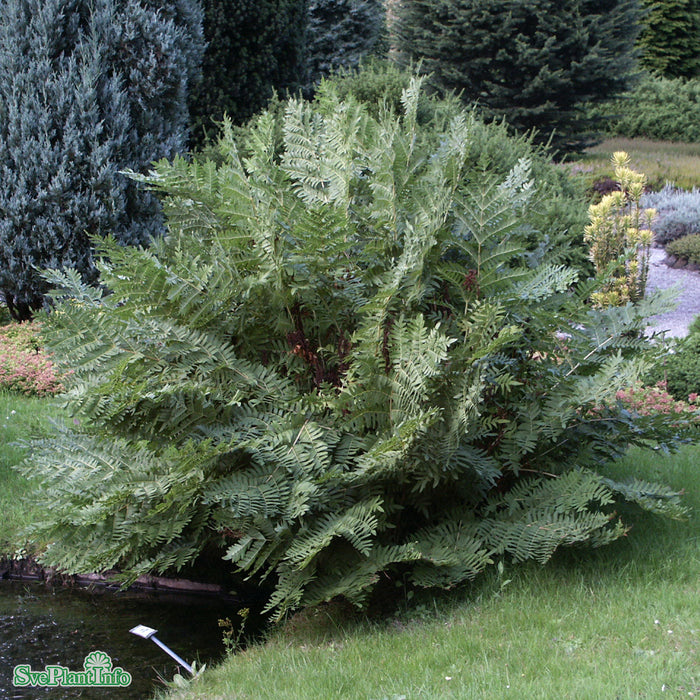 Osmunda regalis A-kval