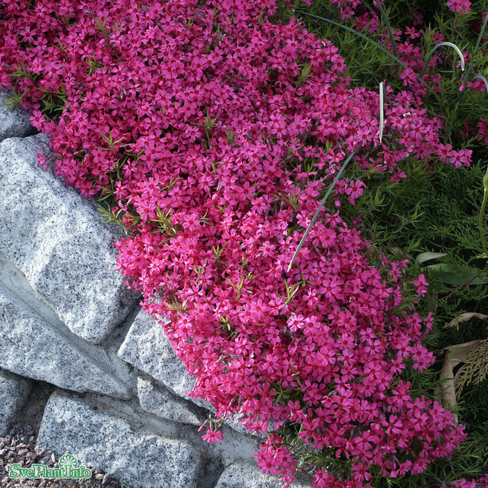 Phlox subulata 'Scarlet Flame' A-kval