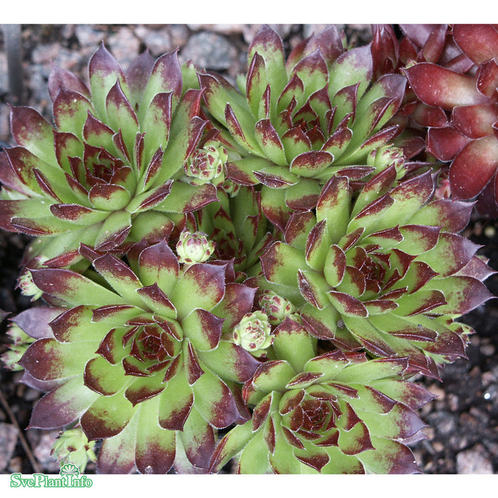 Sempervivum 'Reinhardt' A-kval