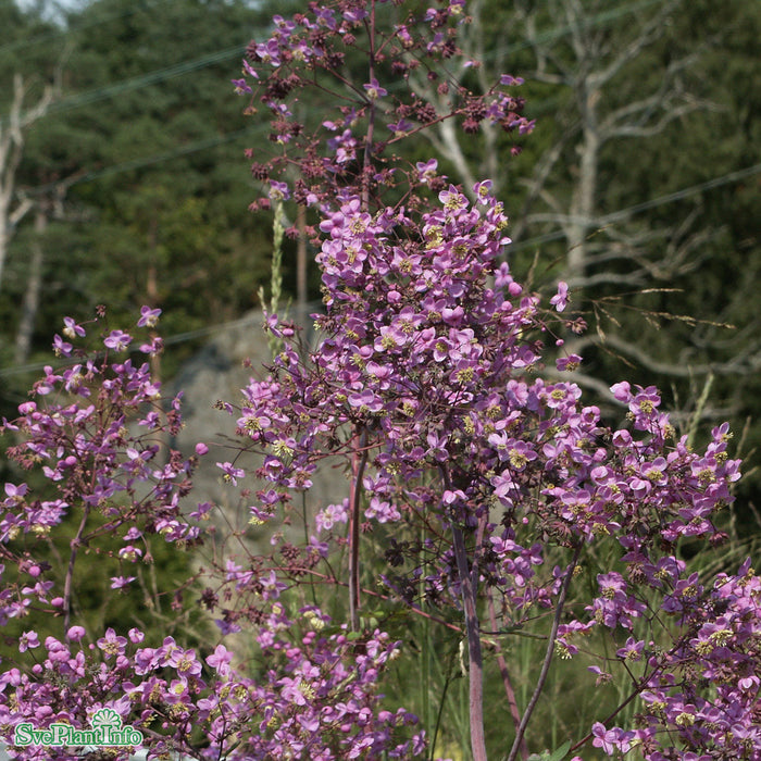 Thalictrum rochebruneanum A-kval