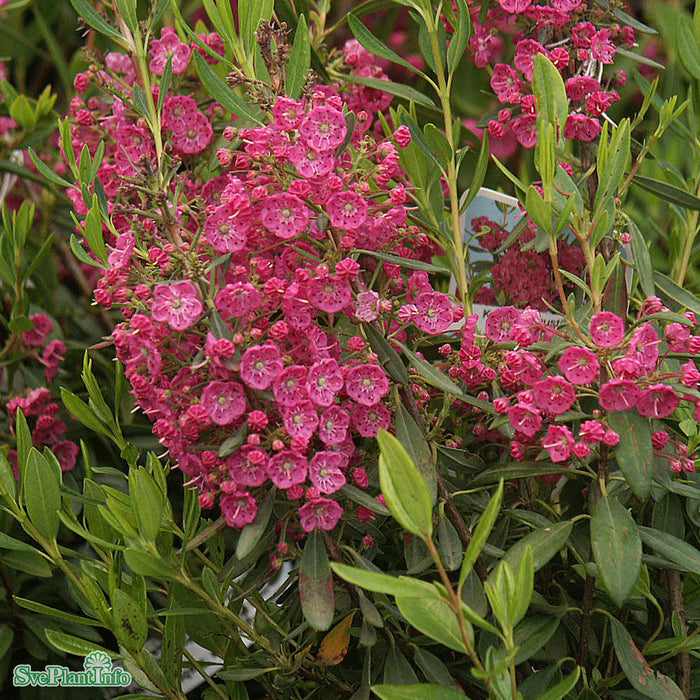 Kalmia angustifolia 'Rubra' Solitär Kl 50-60cm