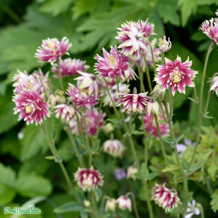 Aquilegia vulgaris 'Nora Barlow' A-kval