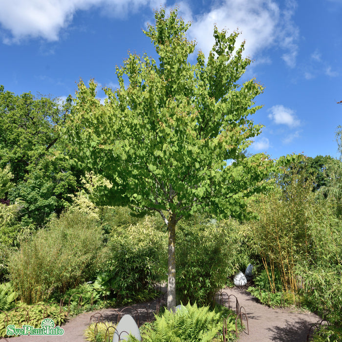 Cercidiphyllum japonicum Solitär C35 200-225cm