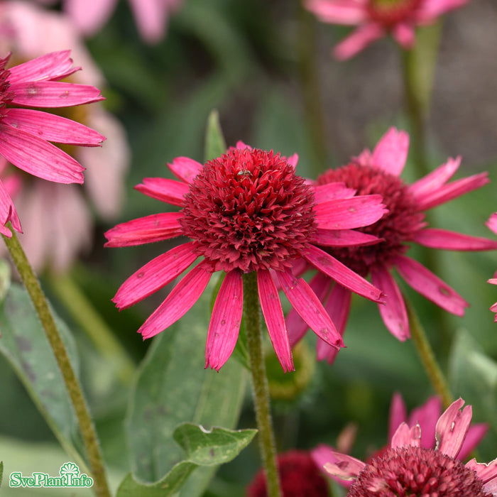 Echinacea 'Delicious Candy' A-kval