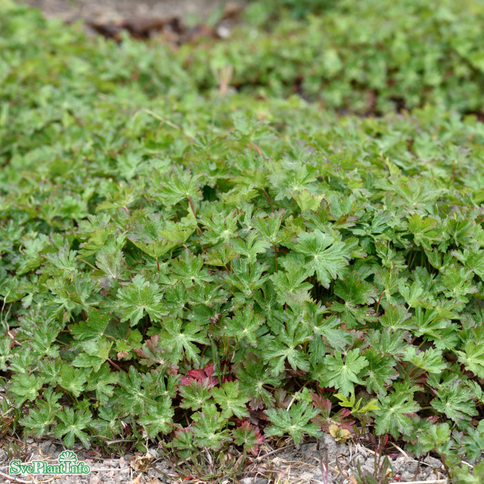 Geranium cantabrigiense 'St Ola' A-kval