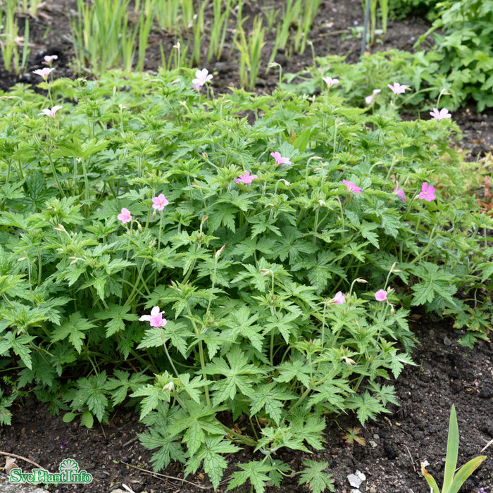 Geranium endressii A-kval