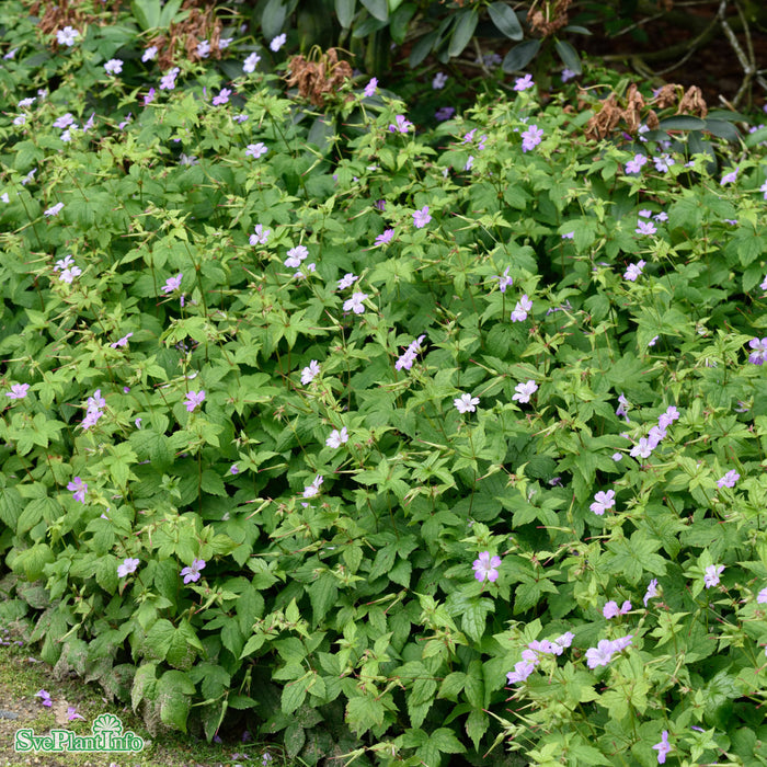 Geranium nodosum A-kval