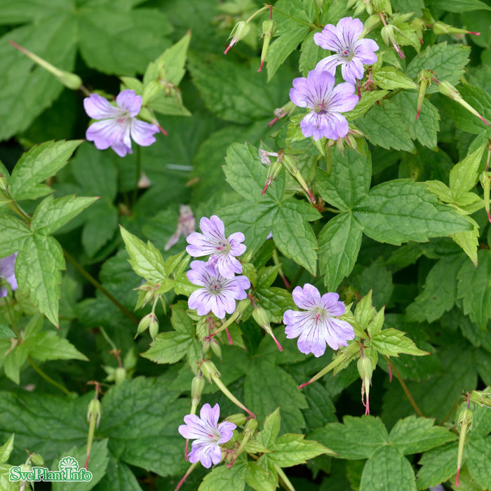 Geranium nodosum A-kval