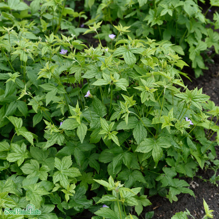Geranium nodosum A-kval