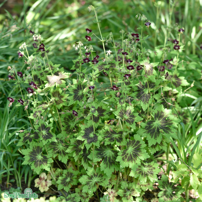 Geranium phaeum 'Samobor' A-kval