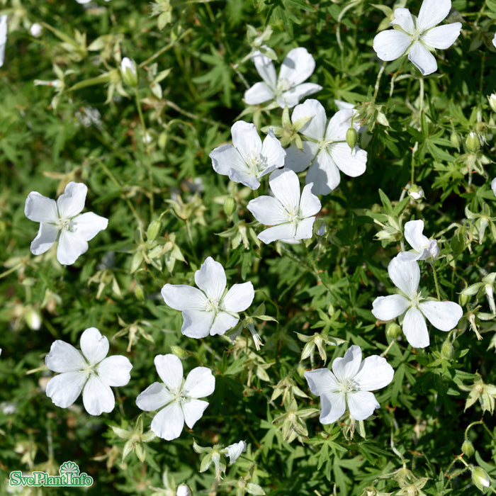 Geranium sanguineum 'Album' A-kval