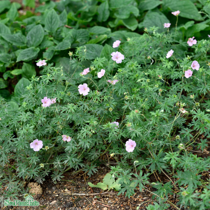 Geranium sanguineum var. striatum A-kval