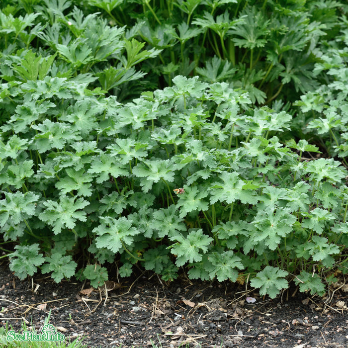 Geranium magnificum 'Rosemoor' A-kval