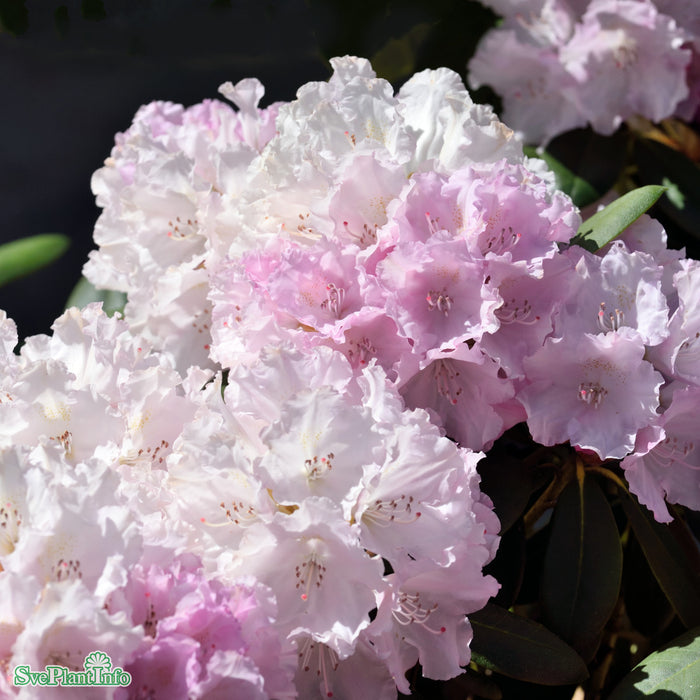 Rhododendron (Yakush.) 'Silberwolke' C4,5 25-30cm