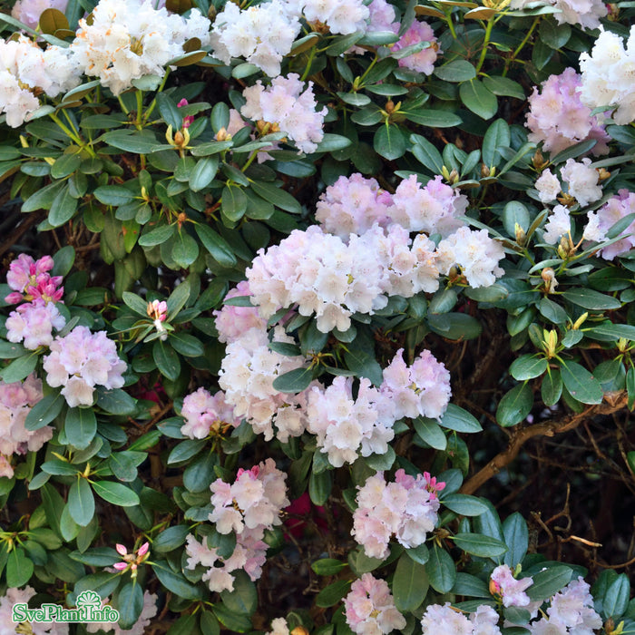 Rhododendron (Yakush.) 'Silberwolke' C4,5 25-30cm
