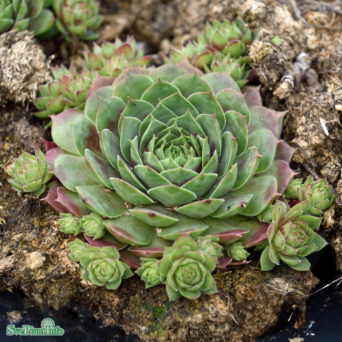 Sempervivum 'Commander Hay' A-kval
