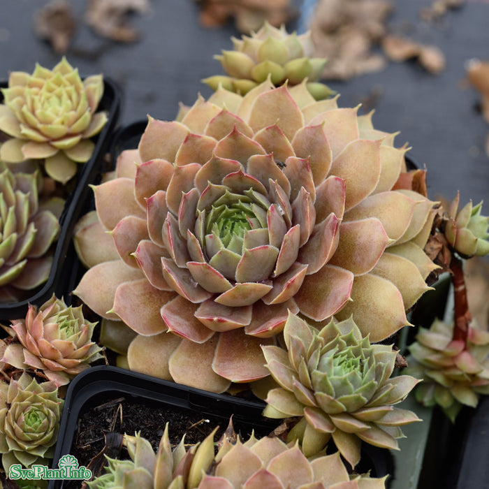 Sempervivum 'Feldmaier' A-kval