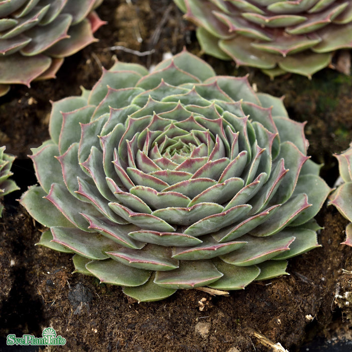 Sempervivum 'Feldmaier' A-kval