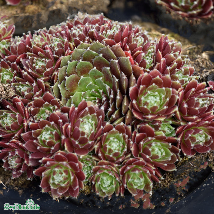 Sempervivum 'Silberkarneol' A-kval