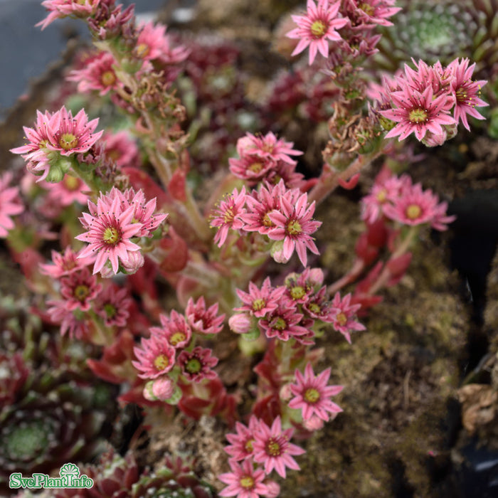 Sempervivum 'Silberkarneol' A-kval