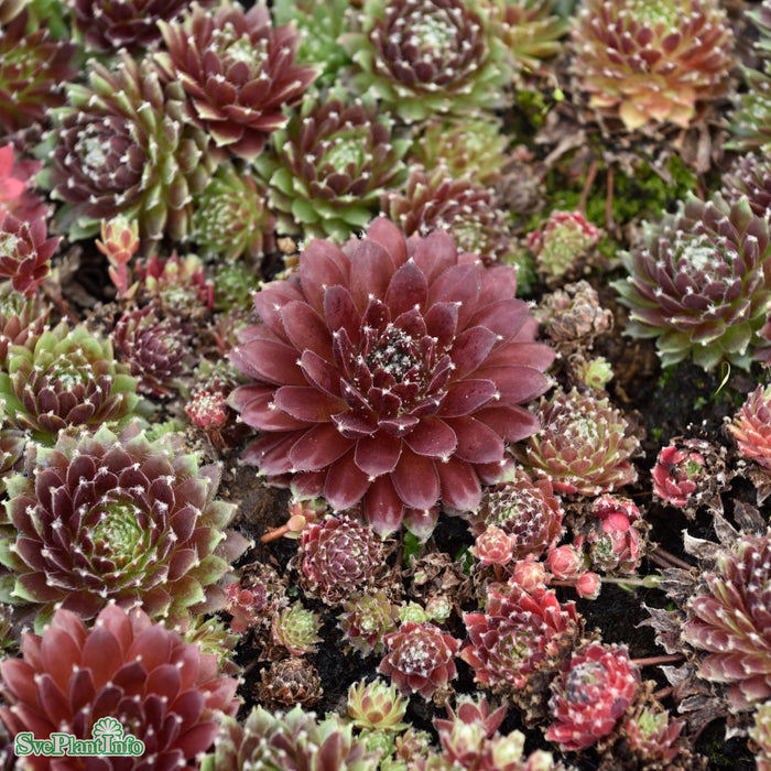 Sempervivum 'Silberkarneol' A-kval