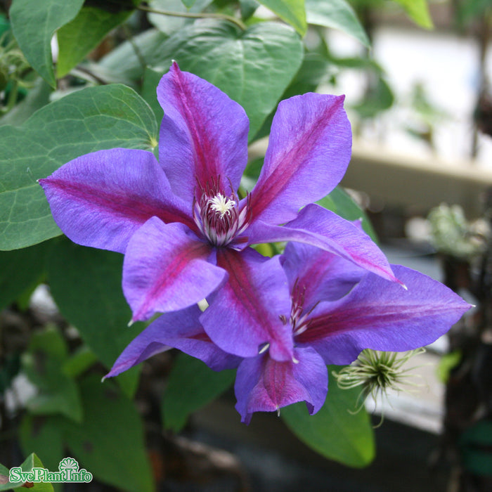 Clematis (TS) 'Mrs N. Thompson' A-kval C2