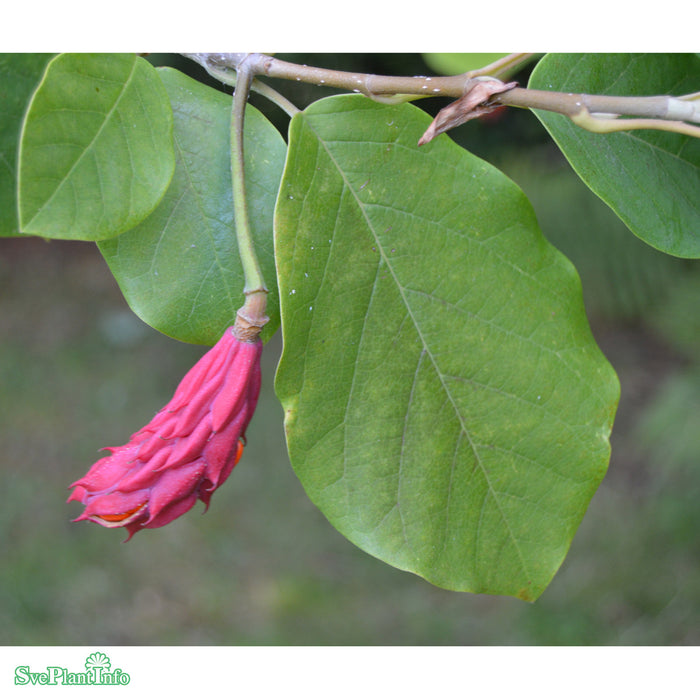 Magnolia sieboldii Solitär C12 80-100cm