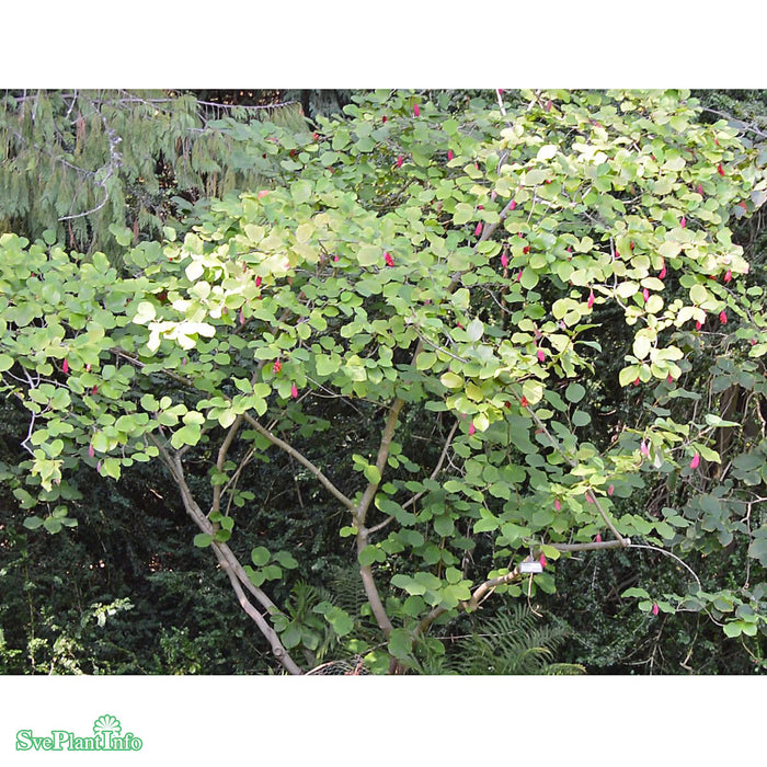 Magnolia sieboldii C15 125-150cm