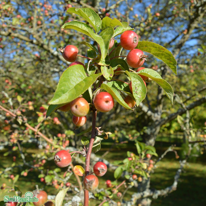 Malus 'Evereste' Högstam Kl So 10-12