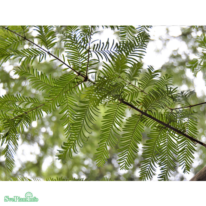 Metasequoia glyptostroboides Ungträd C10 200-250cm