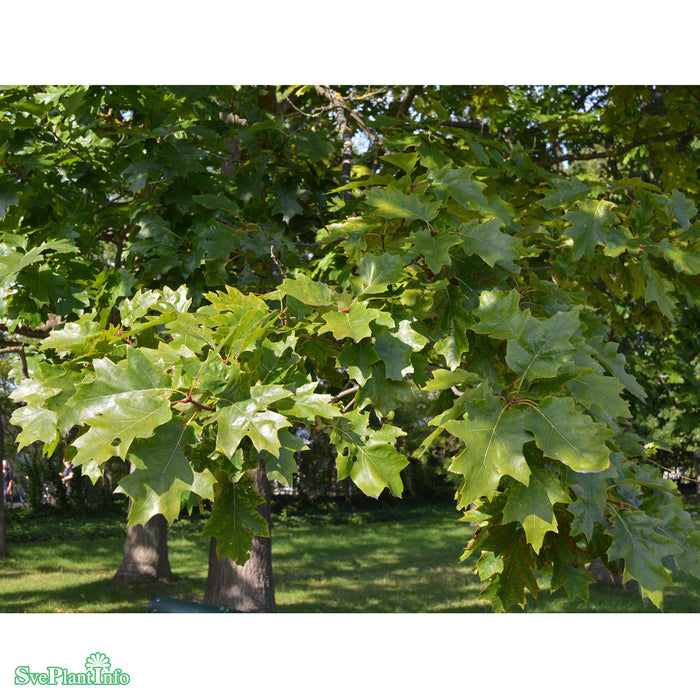 Quercus rubra E Ungträd 150-200cm Co