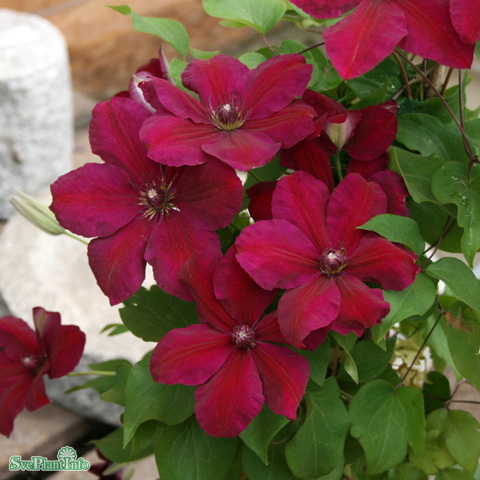 Clematis (TS) 'Westerplatte' A-kval C2