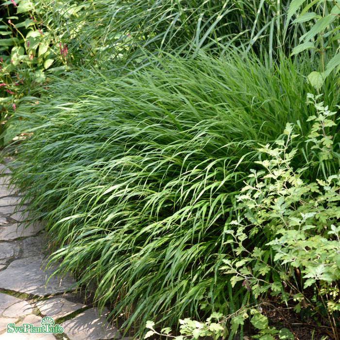 Hakonechloa macra A-kval