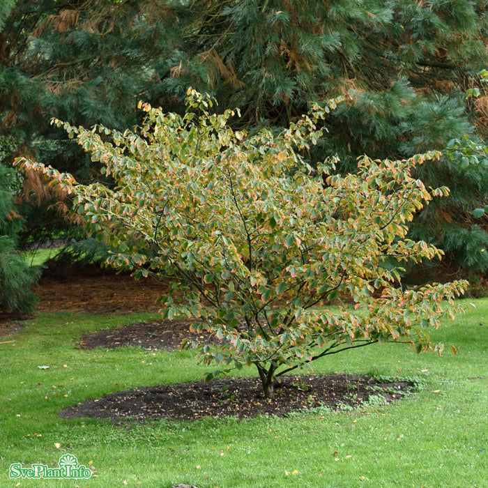 Hamamelis intermedia 'Pallida' Solitär C12 60-80cm