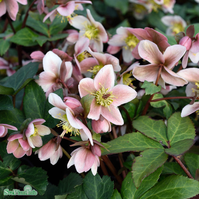 Helleborus x ericsmithii 'Pirouette' A-kval