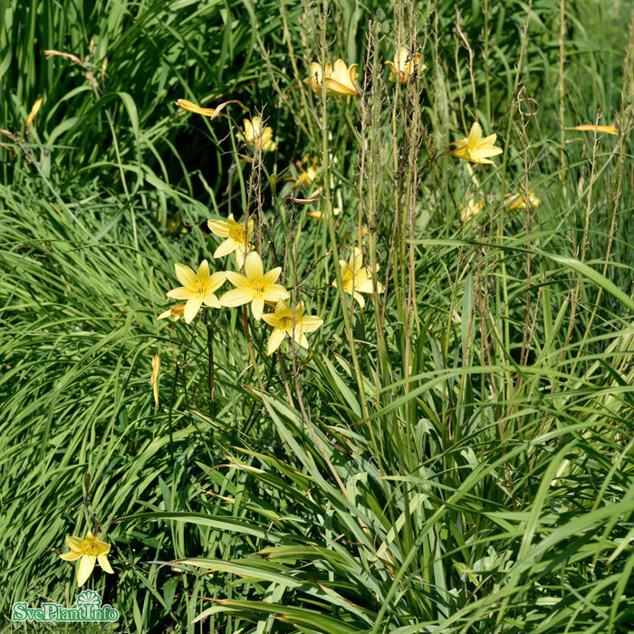 Hemerocallis lilioasphodelus A-kval