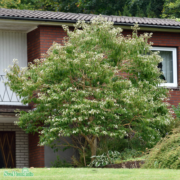 Heptacodium miconioides Solitär C20 125-150cm