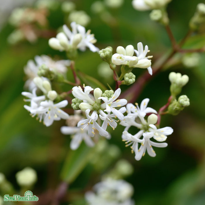 Heptacodium miconioides Solitär C20 125-150cm