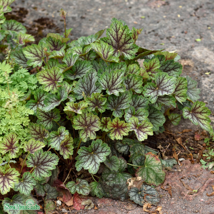 Heuchera 'Green Spice' A-kval