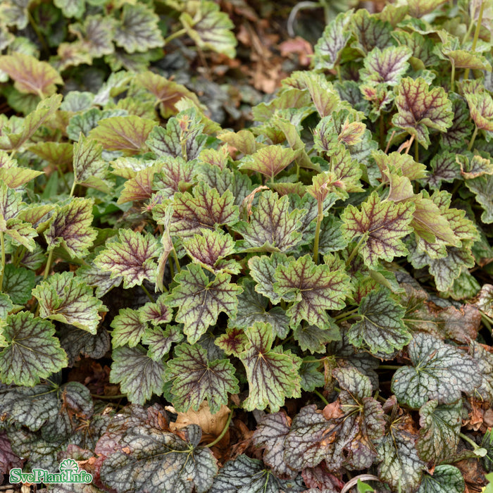 Heuchera 'Green Spice' A-kval