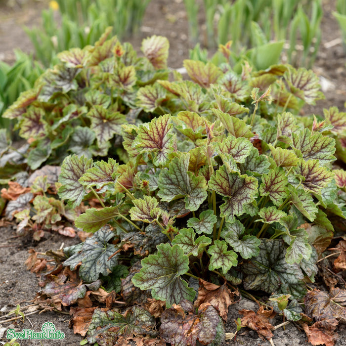 Heuchera 'Green Spice' A-kval