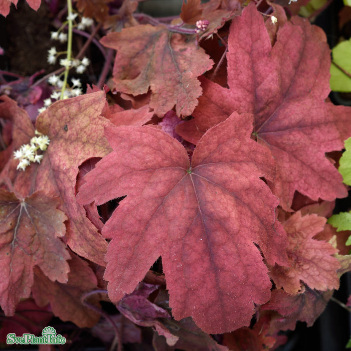 Heucherella 'Sweet Tea' A-kval