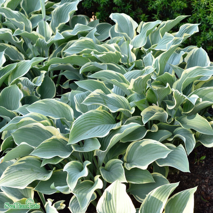 Hosta (Fortunei-Gruppen) 'Francee' A-kval