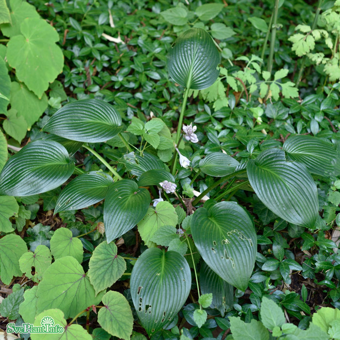 Hosta 'Devon Green' A-kval