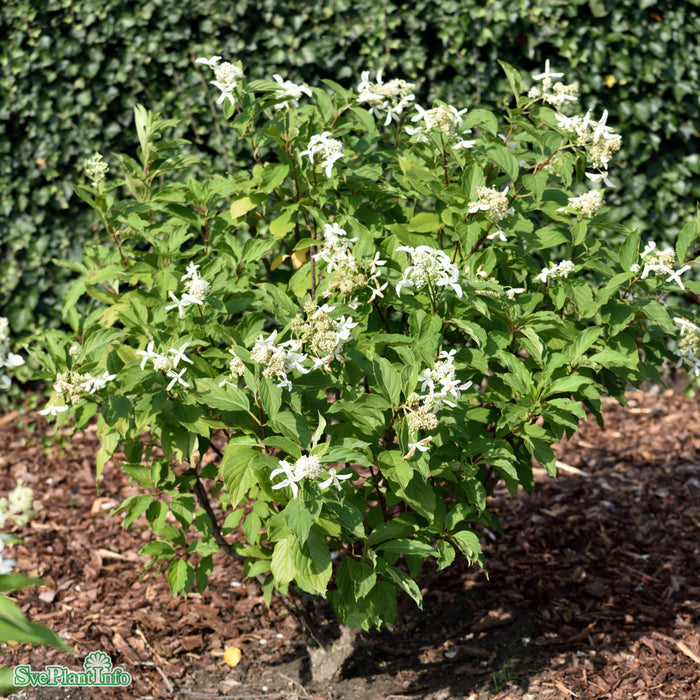 Hydrangea paniculata 'Great Star' Busk C5