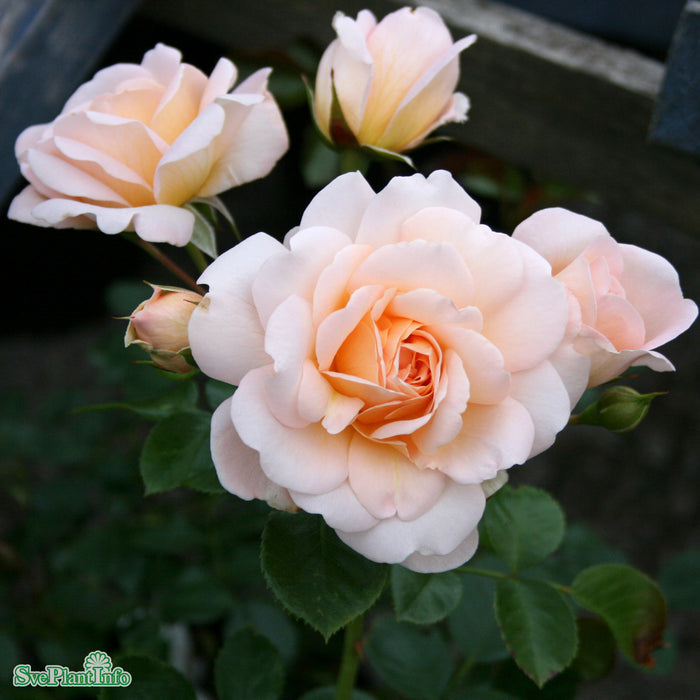 Rosa 'Crystal Palace' A kval C4