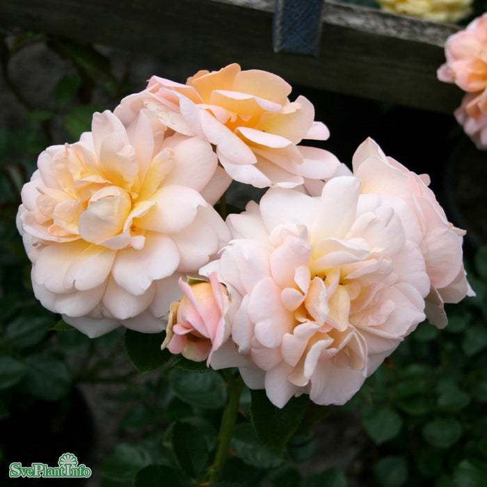 Rosa 'Crystal Palace' A kval C4