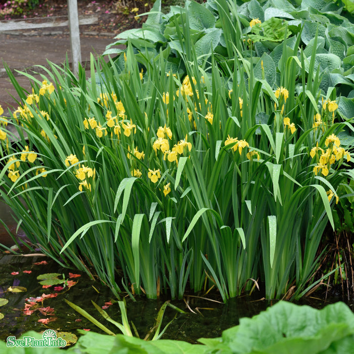 Iris pseudacorus A-kval