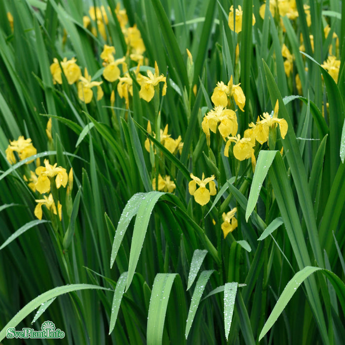 Iris pseudacorus A-kval