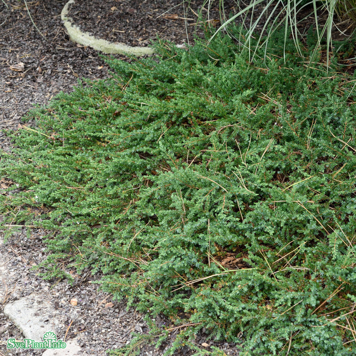 Juniperus communis 'Greenmantle' Stam 80cm C12